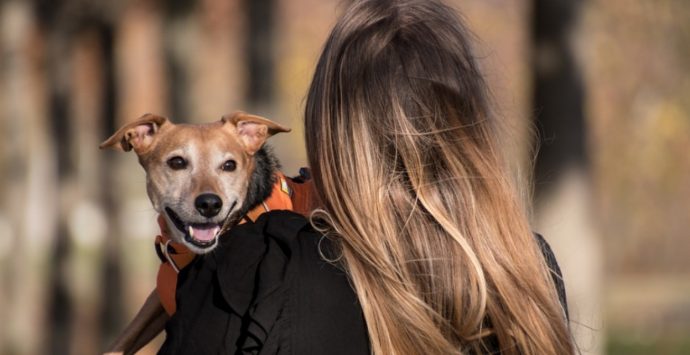 Microchip gratuito per cani, l’iniziativa fa tappa a Vibo e in provincia