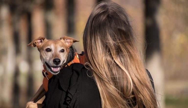 Microchip gratuito per cani, l’iniziativa fa tappa a Vibo e in provincia