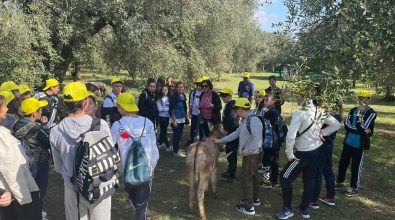 Educazione alimentare nelle scuole: a Limbadi il percorso didattico sull’olio organizzato da Coldiretti