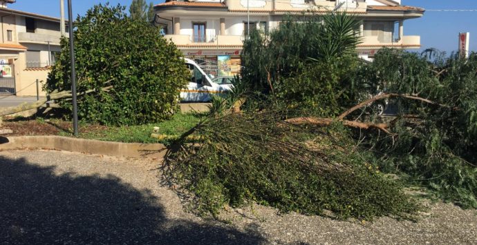 Vandali in azione a Zungri, tagliati alberi e piante nella piazzetta Padre Pio