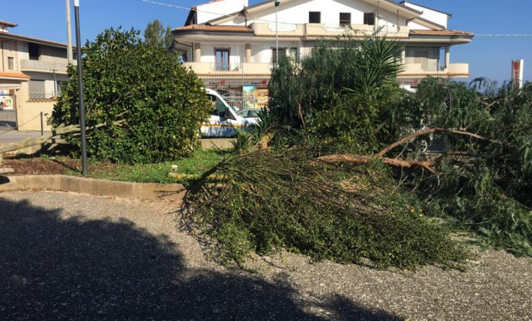 Vandali in azione a Zungri, tagliati alberi e piante nella piazzetta Padre Pio