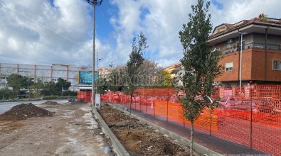 Vibo: piantati dei lecci in piazza Spogliatore dopo il taglio di altri alberi nei mesi scorsi