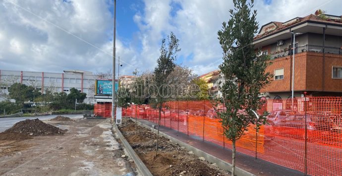 Vibo: piantati dei lecci in piazza Spogliatore dopo il taglio di altri alberi nei mesi scorsi