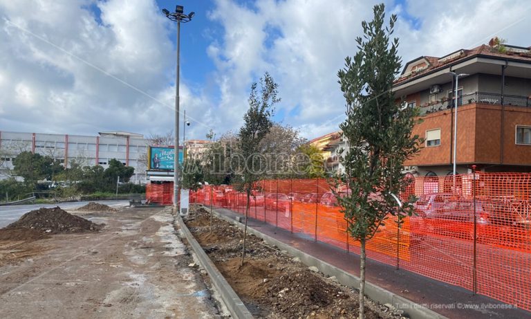 Vibo: piantati dei lecci in piazza Spogliatore dopo il taglio di altri alberi nei mesi scorsi