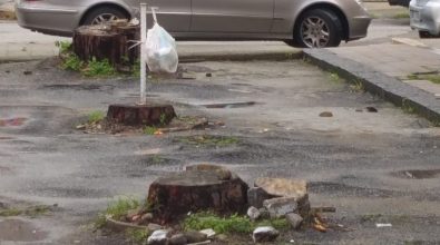 Viale Affaccio a Vibo, Barbieri (Azione): «Rione nel degrado, preda di erbacce e spazzatura»