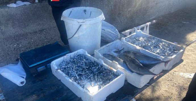 Sequestrati e distrutti cento chili di pesce, operazione coordinata dalla Capitaneria di Porto di Vibo