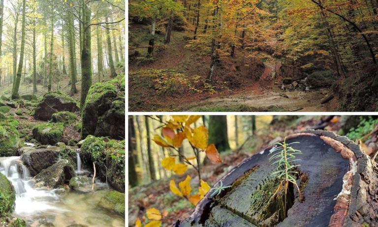 Il bosco Archiforo, un sentiero tra storia e natura nel cuore delle Serre