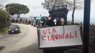 Cinghiali, gli agricoltori di Maierato: «Basta proclami, a pagare sono solo i cittadini»