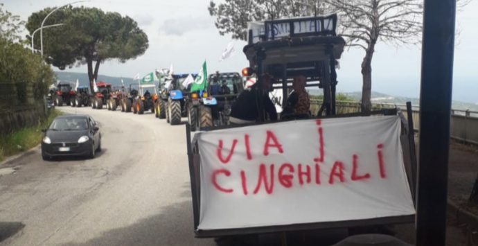 Cinghiali, gli agricoltori di Maierato: «Basta proclami, a pagare sono solo i cittadini»