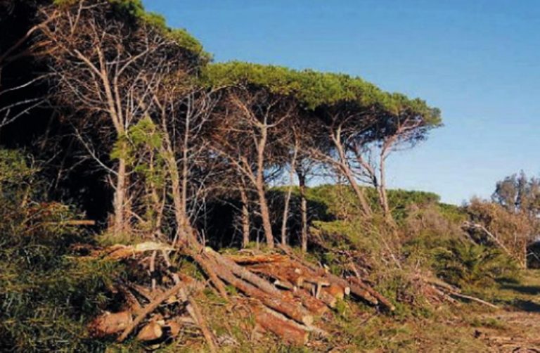 Tagliati 50 pini a Colamaio, scatta il sequestro a Pizzo