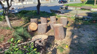 Alberi tagliati a Pizzo, dal Wwf una proposta per far rinascere il verde