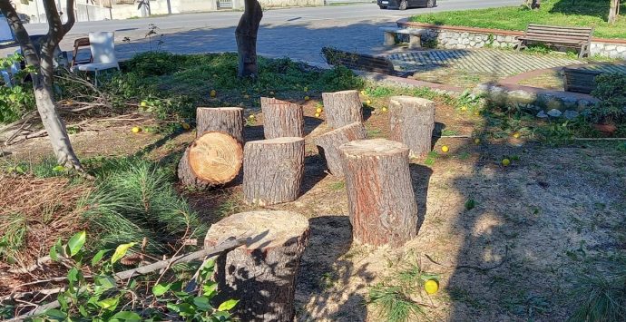 Alberi tagliati a Pizzo, dal Wwf una proposta per far rinascere il verde