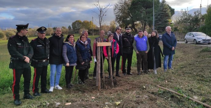 Ionadi, dal Comune il significativo gesto di piantumazione di una quercia