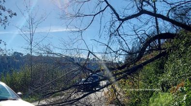 Cade albero sulla provinciale per San Giovanni di Mileto, problemi alla viabilità