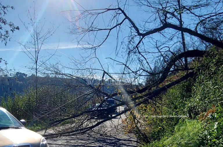 Cade albero sulla provinciale per San Giovanni di Mileto, problemi alla viabilità