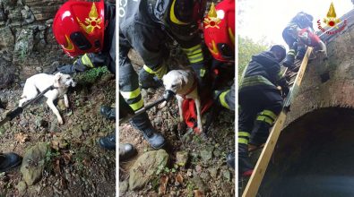 Vigili del fuoco recuperano un cagnolino lungo la statale 18