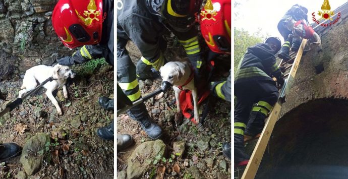 Vigili del fuoco recuperano un cagnolino lungo la statale 18