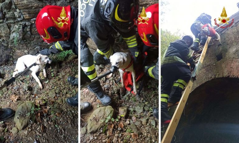 Vigili del fuoco recuperano un cagnolino lungo la statale 18