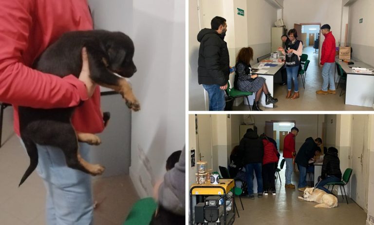 Lotta al randagismo, successo a Serra San Bruno per la giornata dedicata al microchip