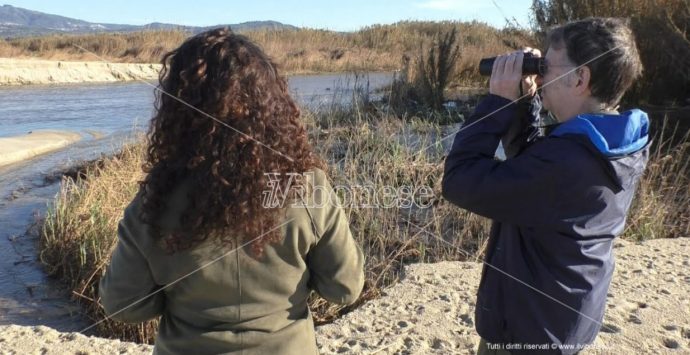 Riserva naturale alla foce del fiume Mesima, il Wwf: «Qui realtà unica» -Video