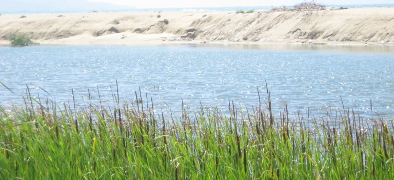 Lavori al fiume Angitola, altolà del Wwf al progetto del Comune di Pizzo: «Attenzione a fauna e flora»