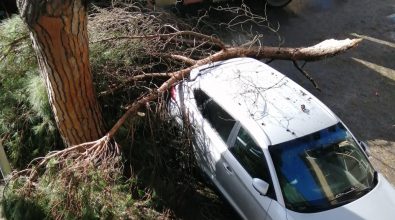 Vibo Valentia, tragedia sfiorata: un grosso ramo si spezza e colpisce un’auto – Foto