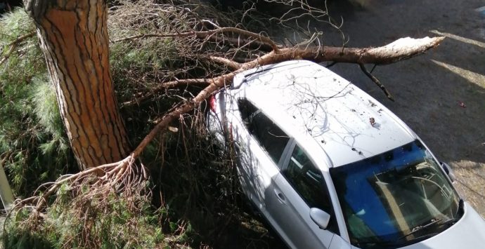 Vibo Valentia, tragedia sfiorata: un grosso ramo si spezza e colpisce un’auto – Foto