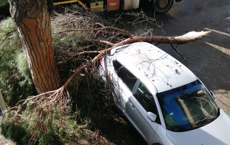Vibo Valentia, tragedia sfiorata: un grosso ramo si spezza e colpisce un’auto – Foto