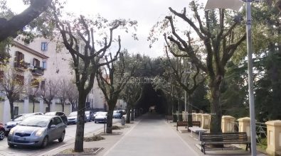 Alberi “potati” a Vibo su Corso Umberto, una scelta che fa discutere – Foto