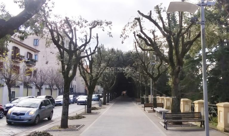 Alberi “potati” a Vibo su Corso Umberto, una scelta che fa discutere – Foto