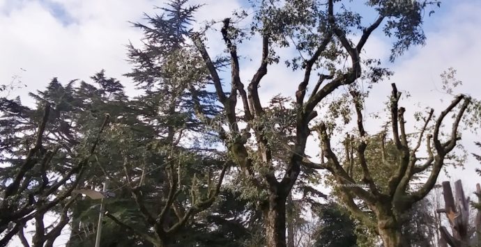 Alberi potati su Corso Umberto a Vibo, il Wwf: «Perseverare è diabolico»