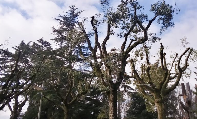 Alberi potati su Corso Umberto a Vibo, il Wwf: «Perseverare è diabolico»