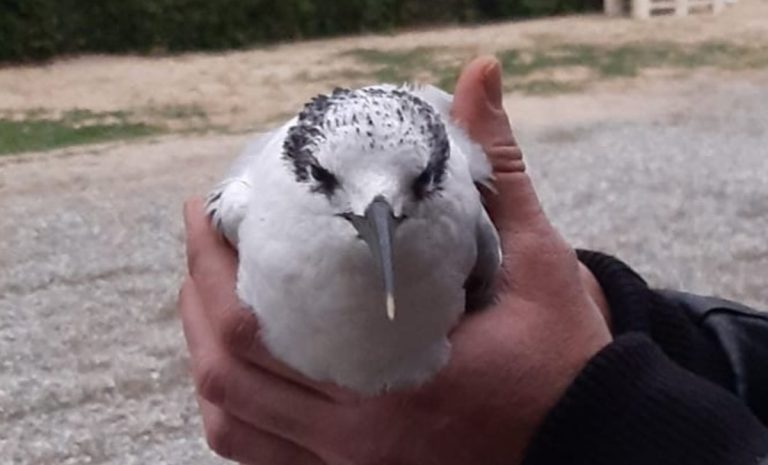 Pizzo, beccapesci trovato in fin di vita sulla spiaggia: veniva dalla Spagna