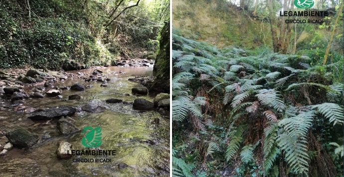 Ricadi, la fiumara Ruffa scrigno di biodiversità: nuove iniziative per la tutela della felce preistorica