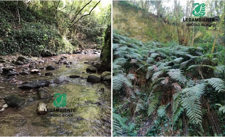 Ricadi, la fiumara Ruffa scrigno di biodiversità: nuove iniziative per la tutela della felce preistorica