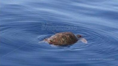 Pizzo, curata e liberata in mare la tartaruga che si era spiaggiata lungo il litorale