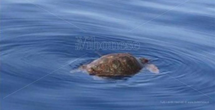 Pizzo, curata e liberata in mare la tartaruga che si era spiaggiata lungo il litorale
