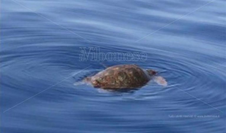 Pizzo, curata e liberata in mare la tartaruga che si era spiaggiata lungo il litorale