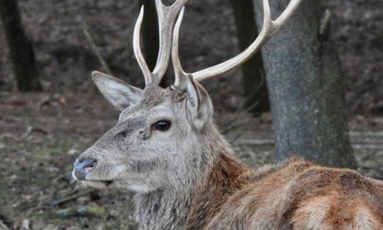 Al Parco Naturale Regionale delle Serre arriva il signore dei boschi -Video