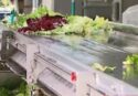 Il re vibonese dell’ortofrutta: politica e massoneria per salvarsi dal crack – Video