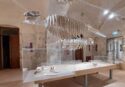 La Paleontologia grande protagonista per la riapertura del museo del mare a Tropea