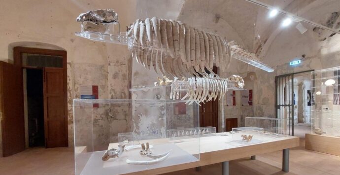 La Paleontologia grande protagonista per la riapertura del museo del mare a Tropea