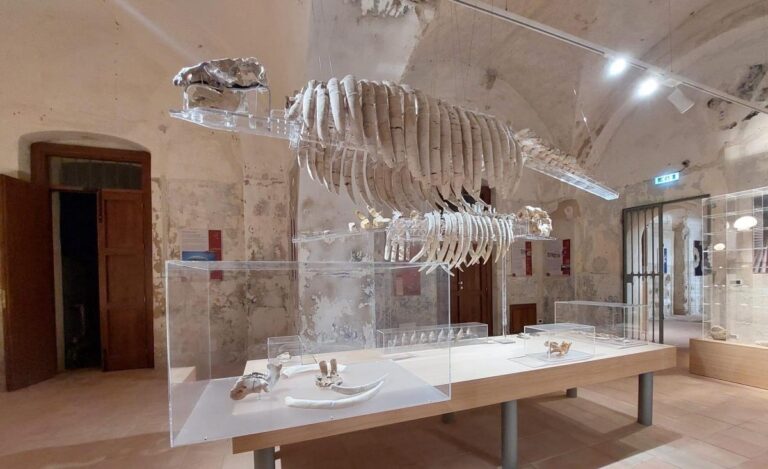 La Paleontologia grande protagonista per la riapertura del museo del mare a Tropea
