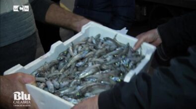 A Vibo Marina l’asta del pesce ancora a voce: il racconto su LaC Tv – Video