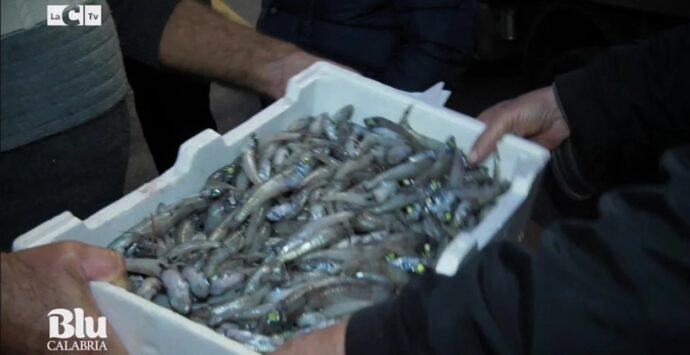 A Vibo Marina l’asta del pesce ancora a voce: il racconto su LaC Tv – Video