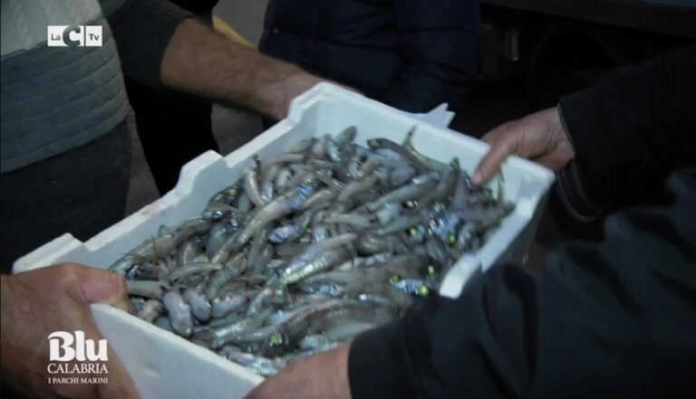 A Vibo Marina l’asta del pesce ancora a voce: il racconto su LaC Tv – Video