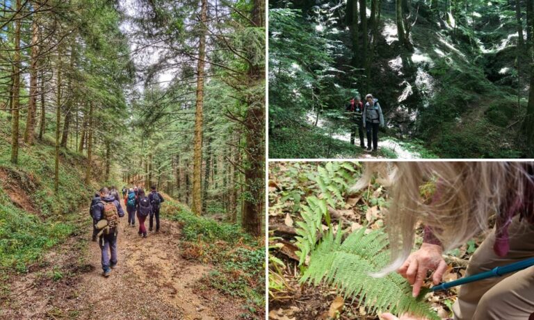 Alla scoperta dei boschi serresi con “Le domeniche incantate”, progetto destinato ai piccoli escursionisti