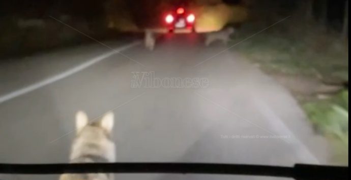 Tre lupi avvistati e filmati in strada nella zona di Monte Poro – Video