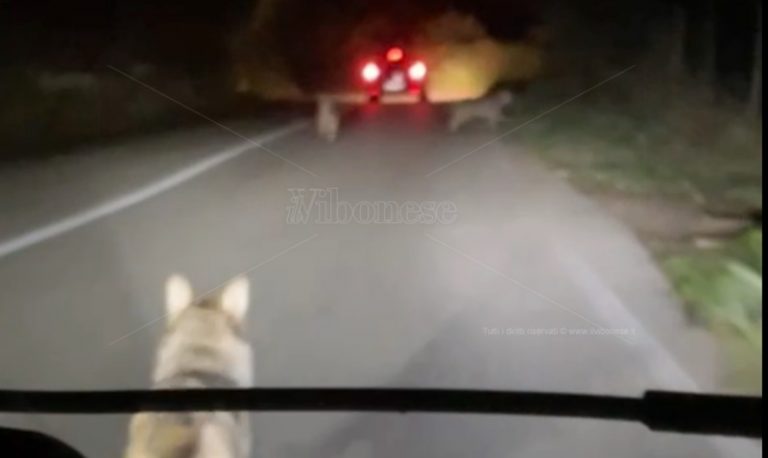 Tre lupi avvistati e filmati in strada nella zona di Monte Poro – Video