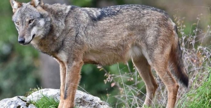 Branco di lupi assale gregge in Calabria, morti 26 animali